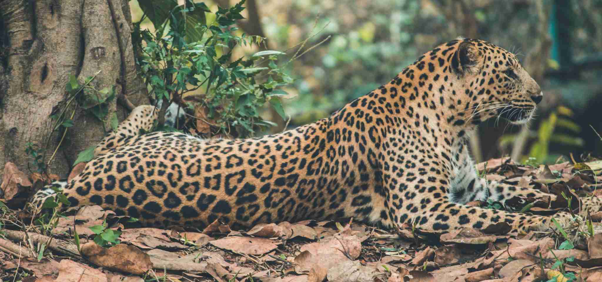shallow focus photography of leopard